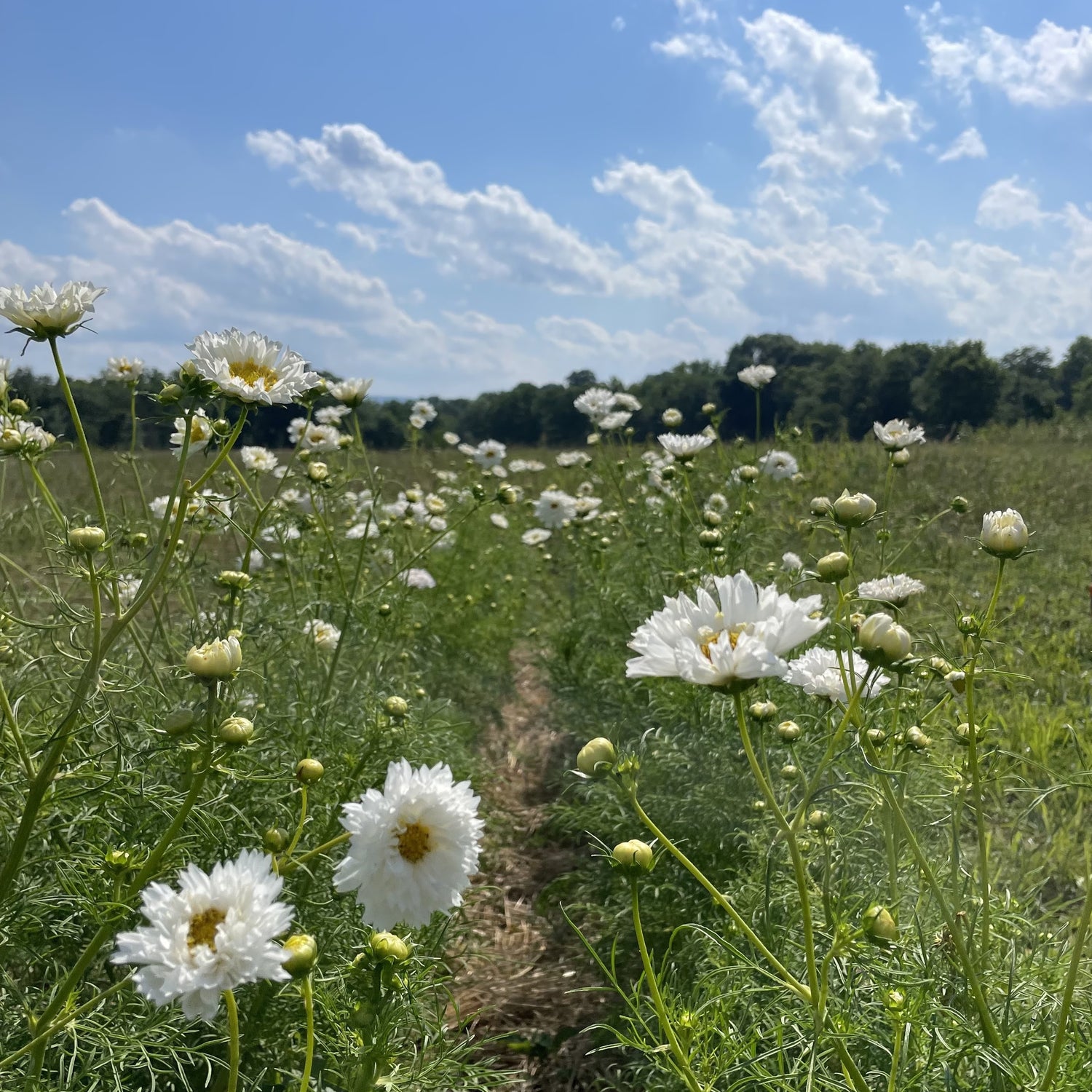 Snowpuff Double Click Cosmos