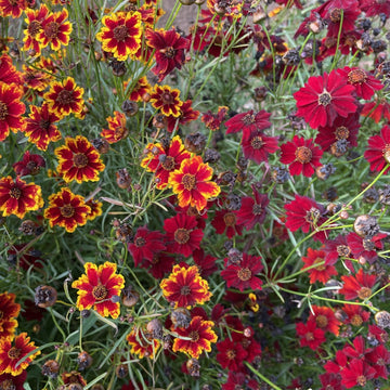 Flowers for Shady Areas