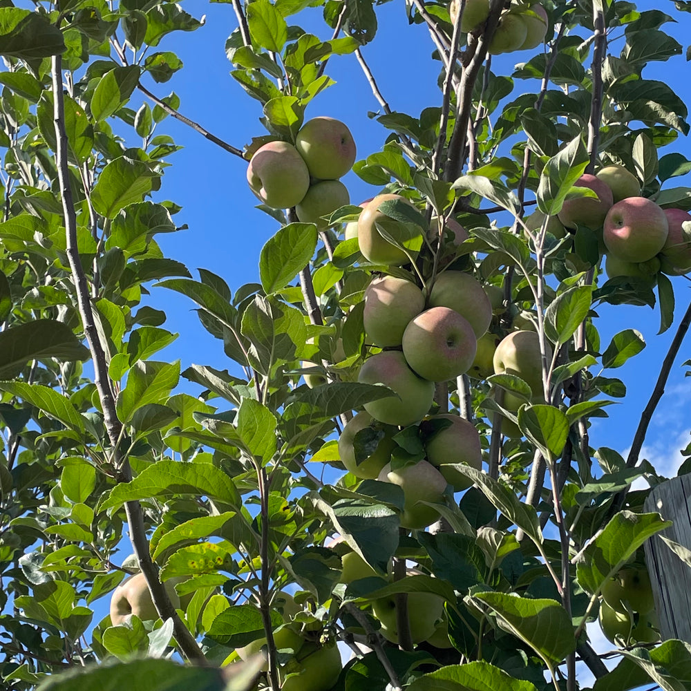 Baldwin Apple Tree