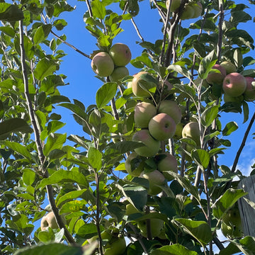 Apple Trees