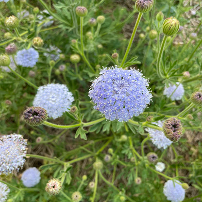 Didiscus Lace Flower Mix