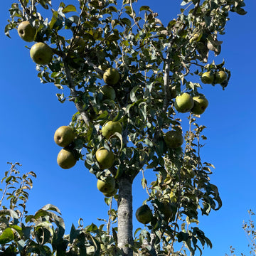 Pear Trees