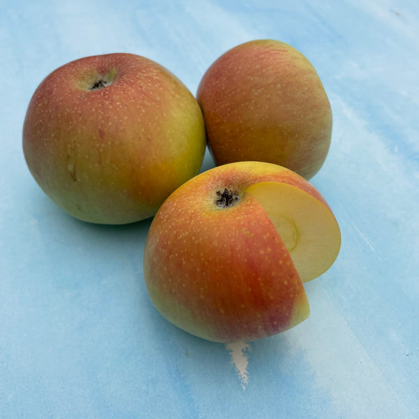 Baldwin Apple Tree Organic – Hudson Valley Seed Company