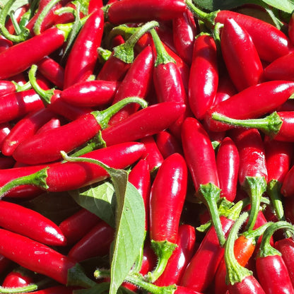 Hidalgo Serrano Hot Pepper Seedlings