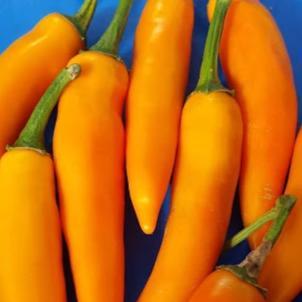 Bulgarian Carrot Chile Pepper Seedlings