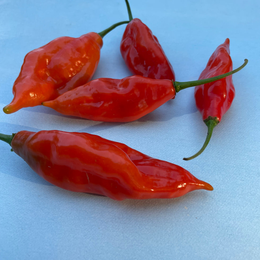 Maya Habanero