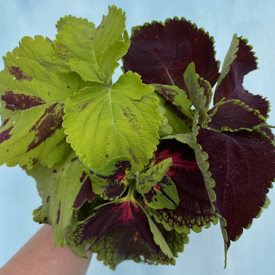 Rainbow Mix Coleus