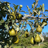 Harrow Sweet Pear Tree
