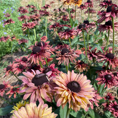 Caramel Mix Rudbeckia