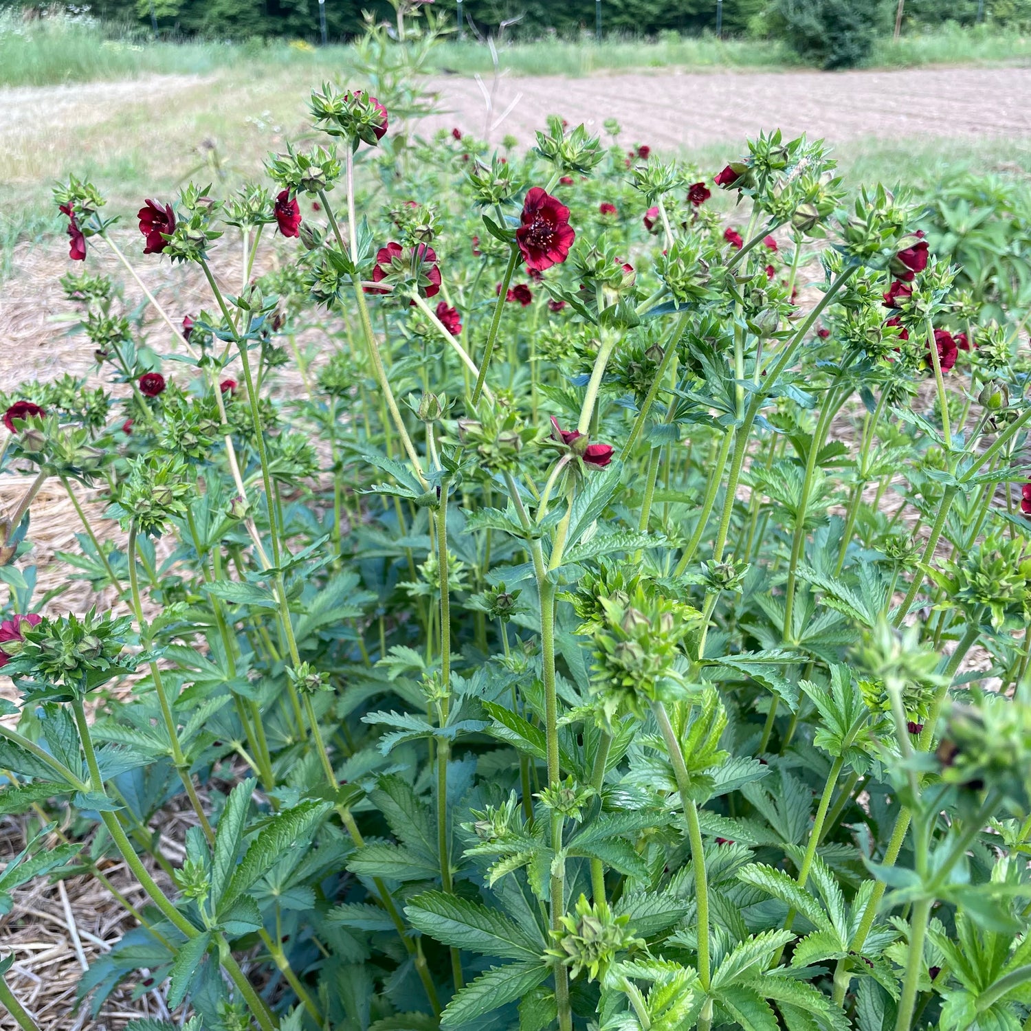 Scarlet Cinquefoil