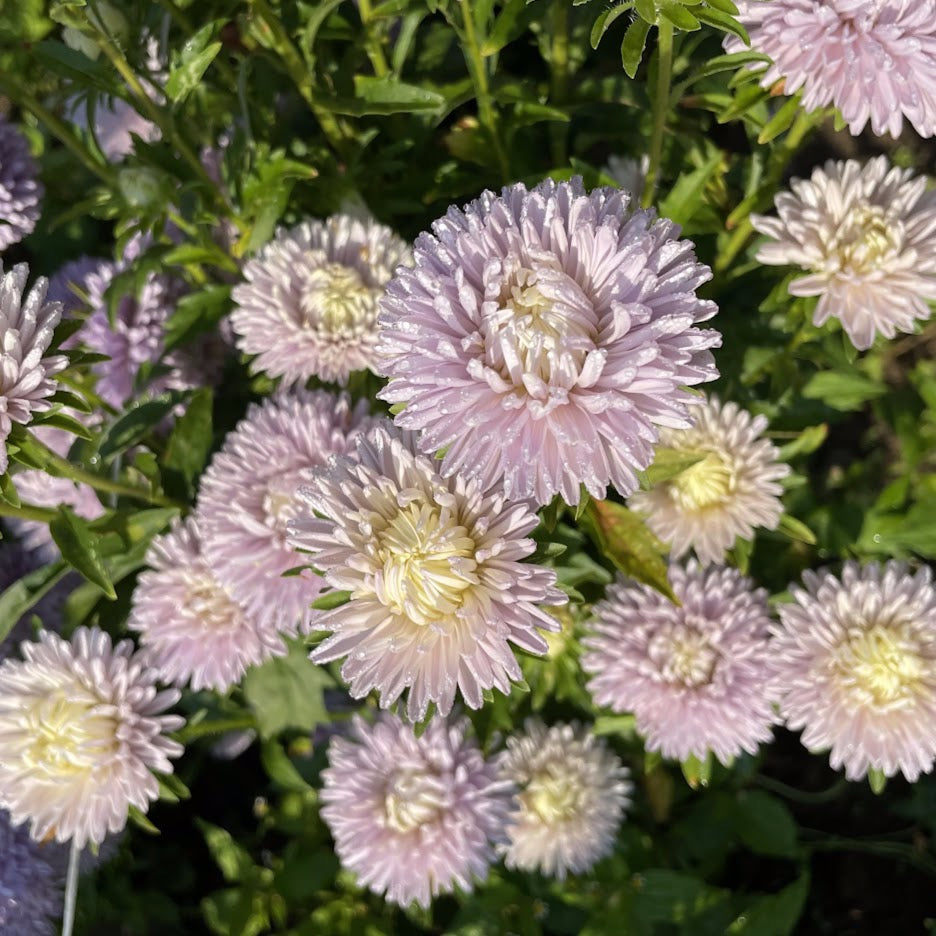 Moonstone Aster