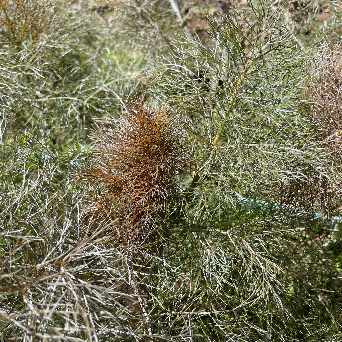 Bronze Fennel