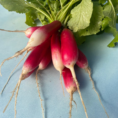 French Breakfast Radish