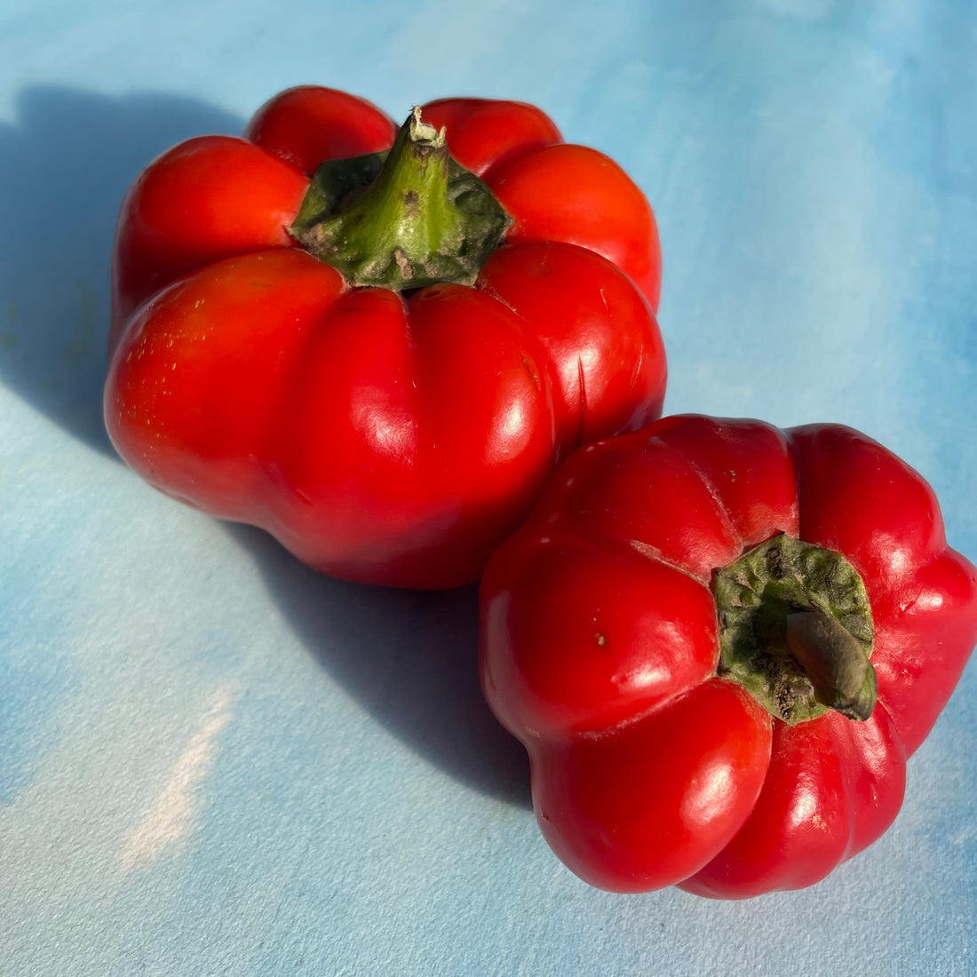 Red Ruffled Pimento