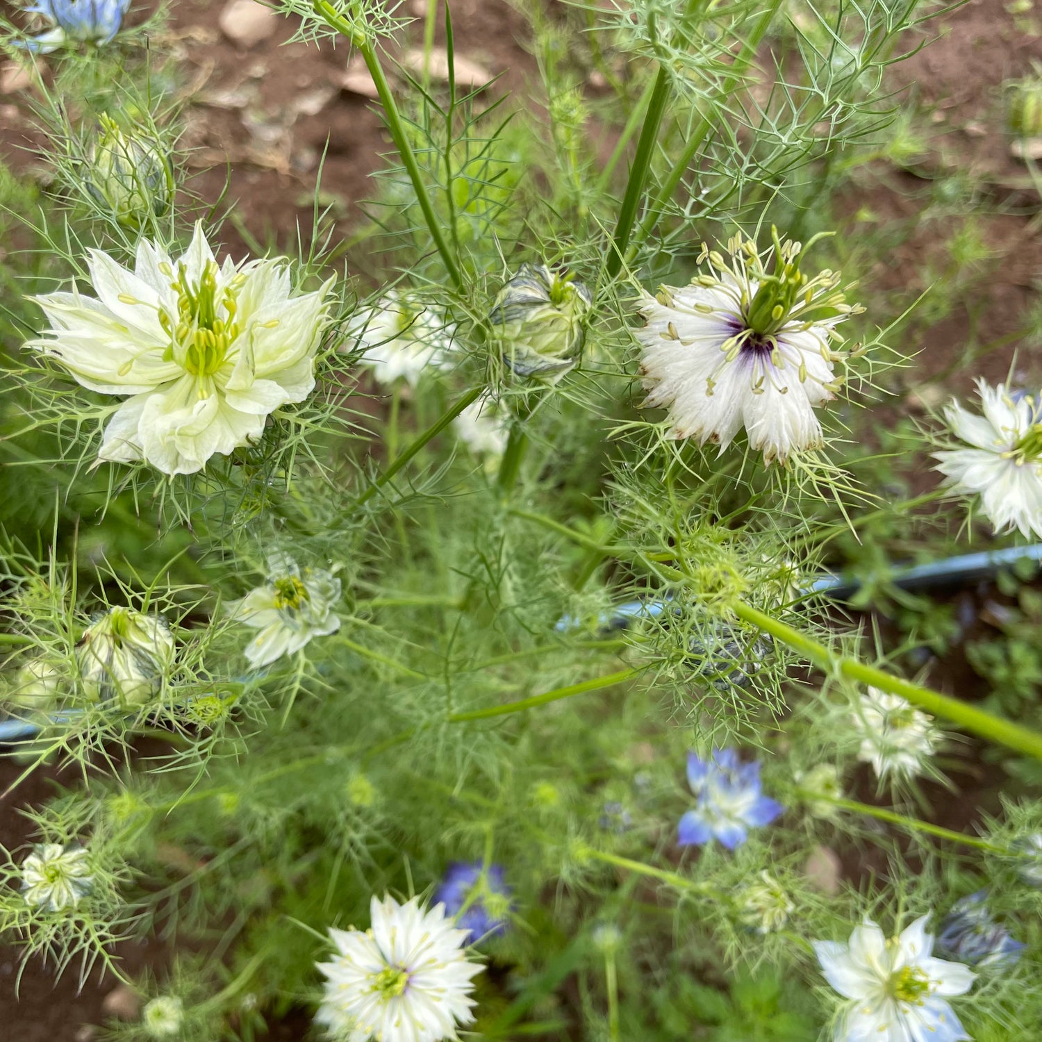 Love in a Mist