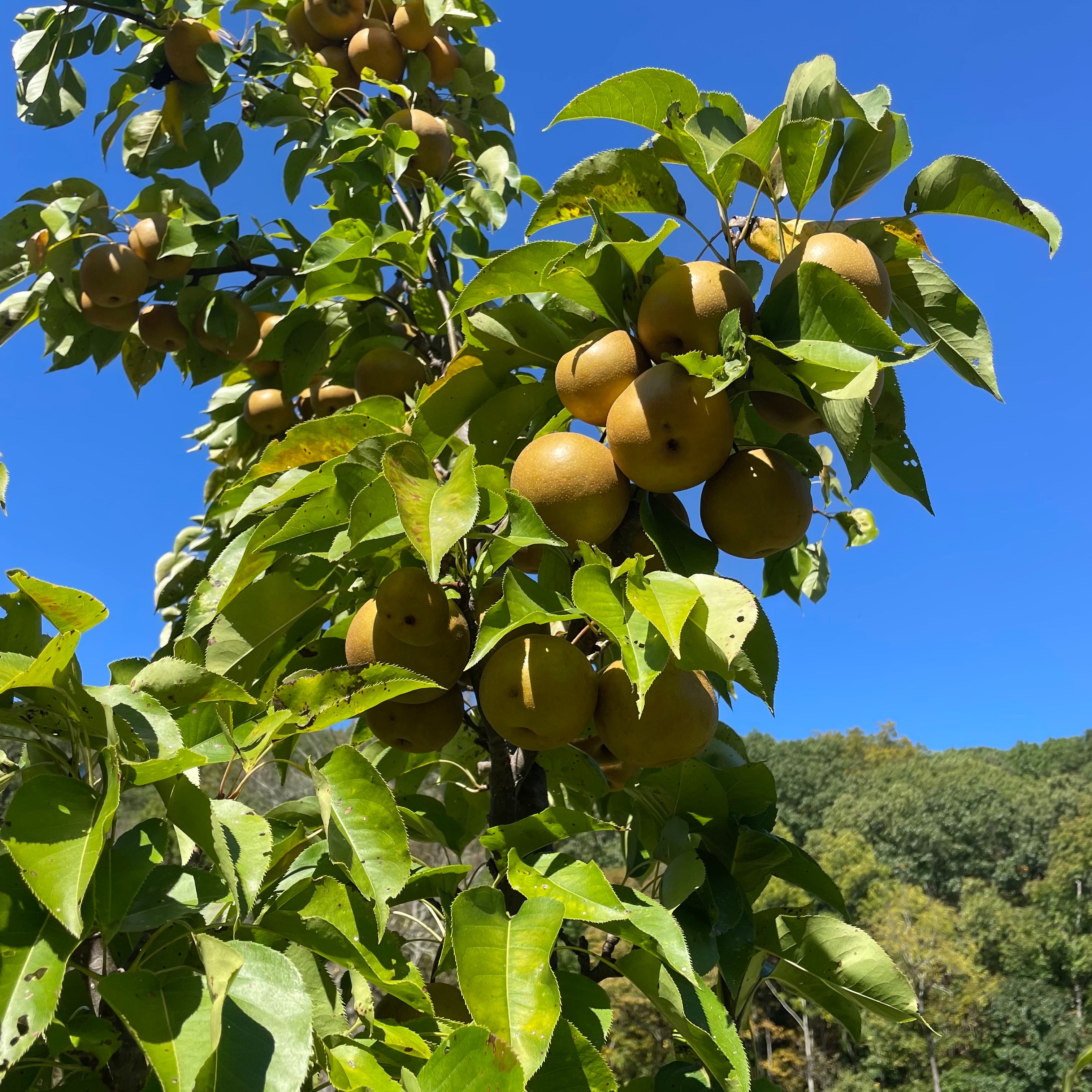 Olympic Giant Asian Pear Tree