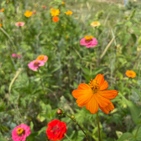 Bird Lover's Wildflower Mix Seed Shaker