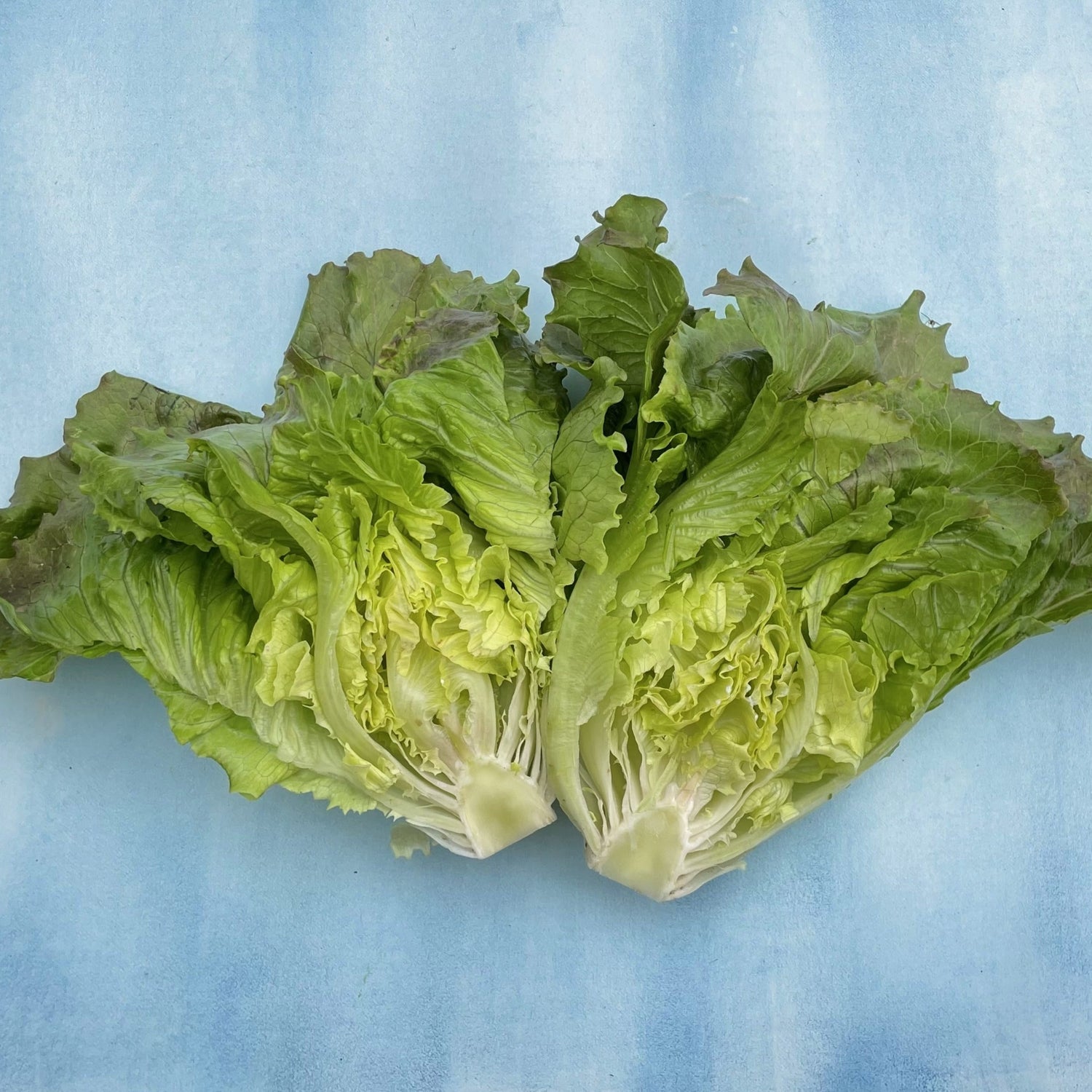 Blushed Butter Oak Lettuce