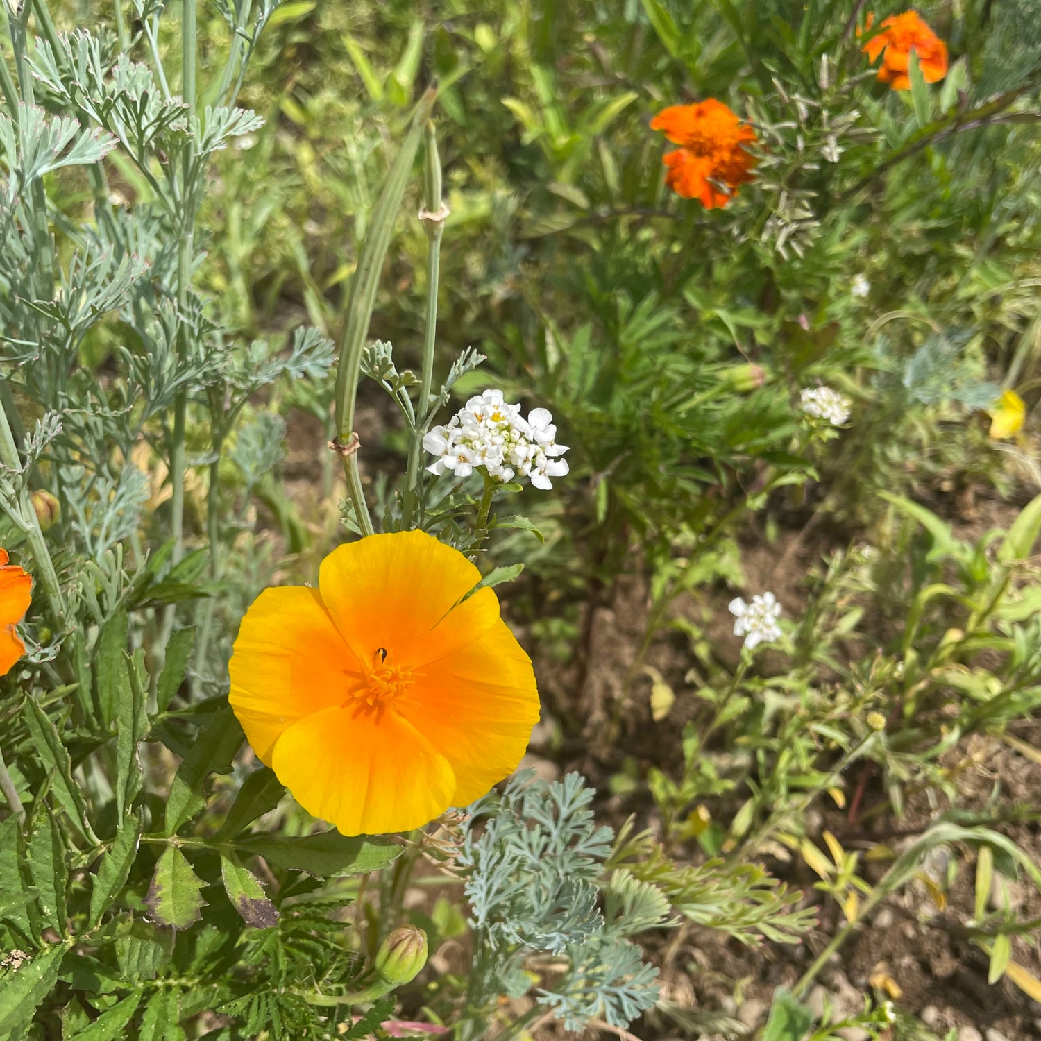 Colorscape Garden Flower Mix