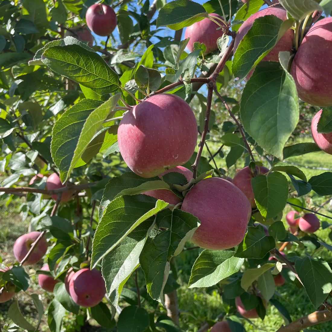 Liberty Apple Tree