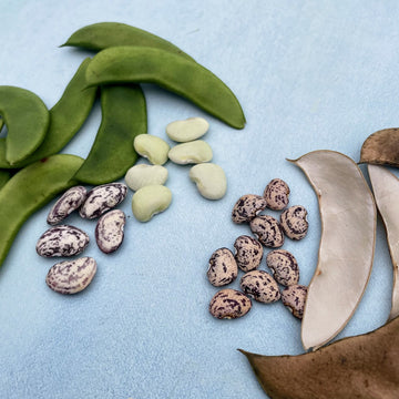 Shelling Beans