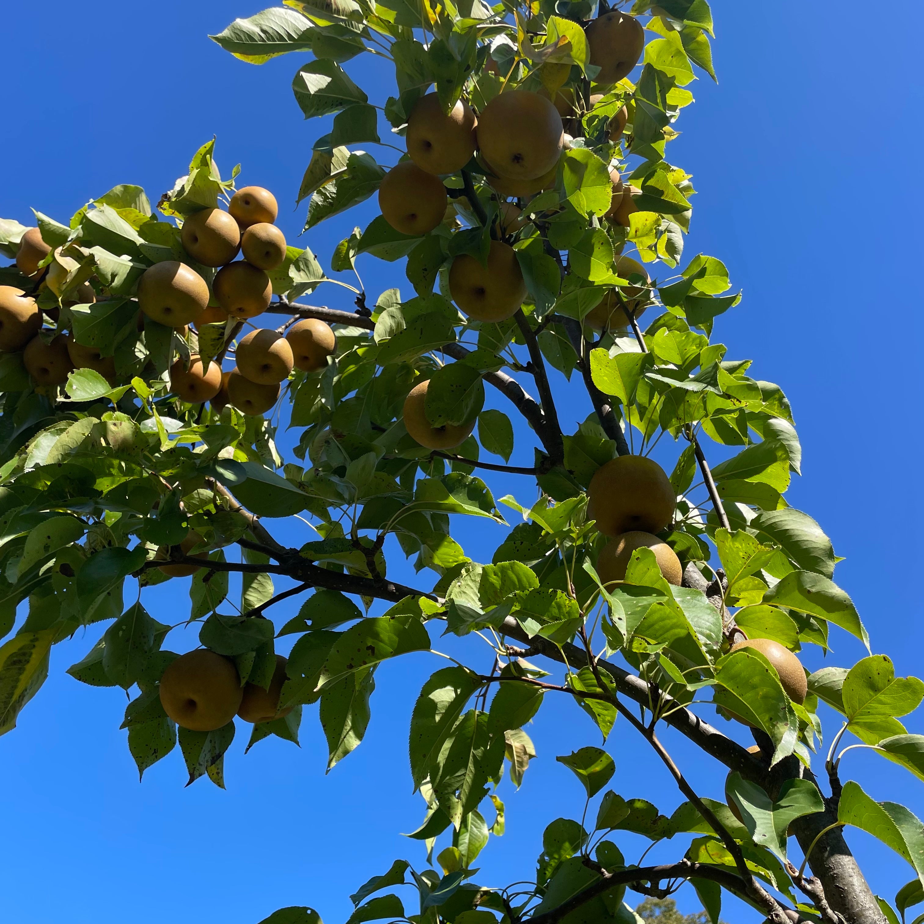 Olympic Giant Asian Pear Tree