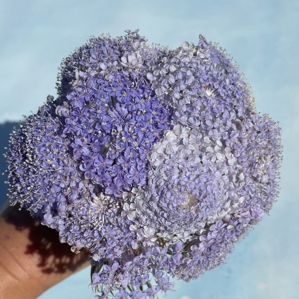 Didiscus Lace Flower Mix