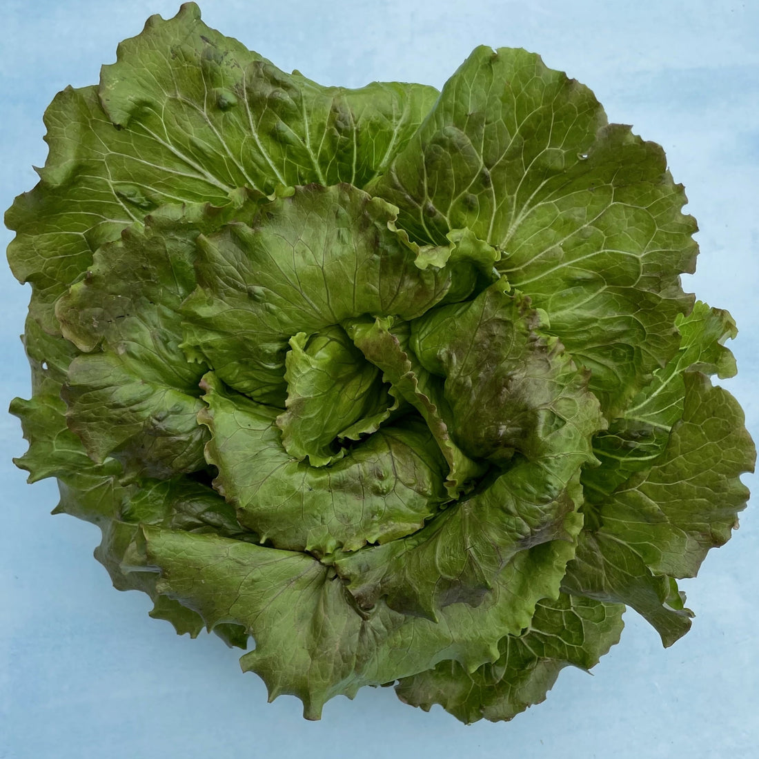 Blushed Butter Oak Lettuce