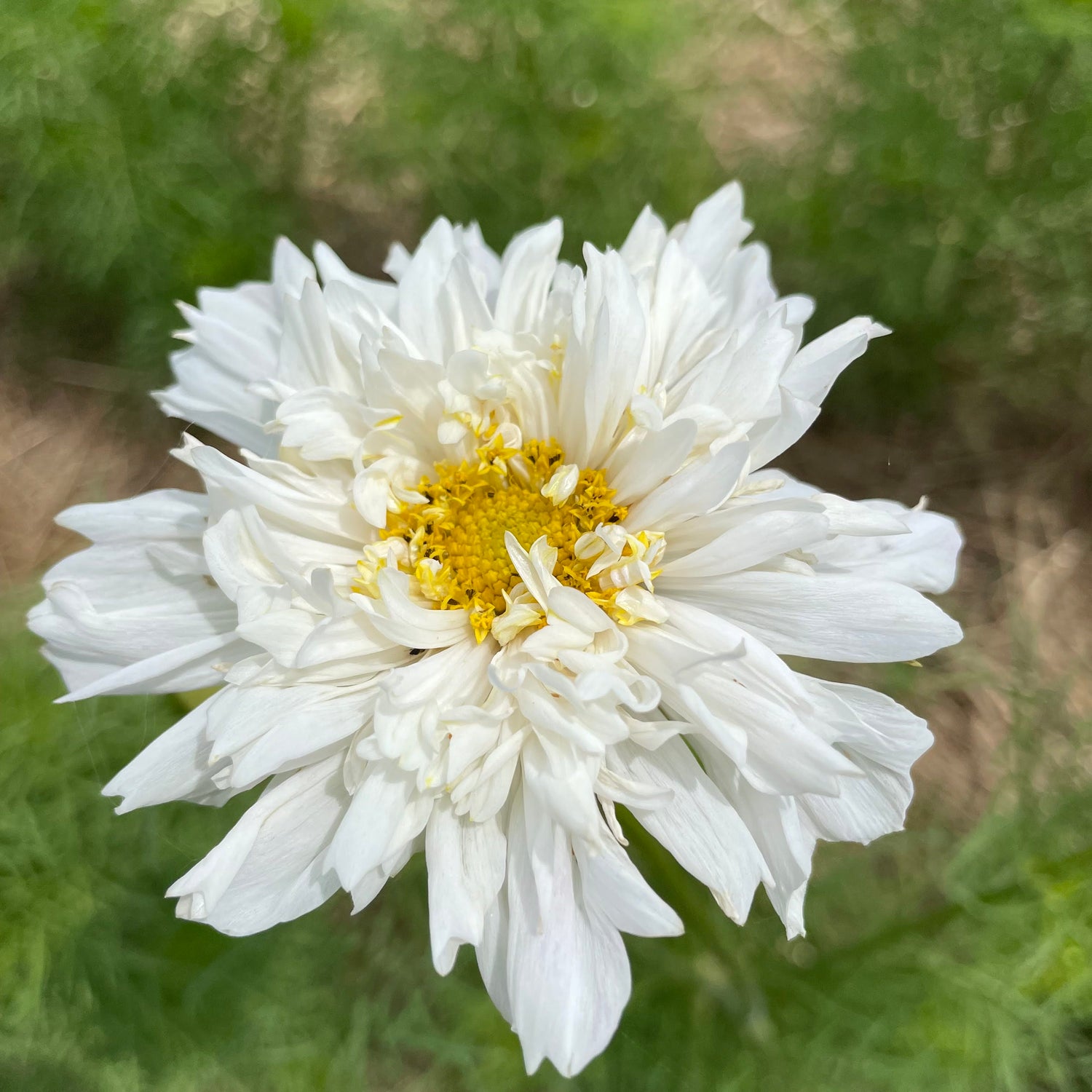 Snowpuff Double Click Cosmos