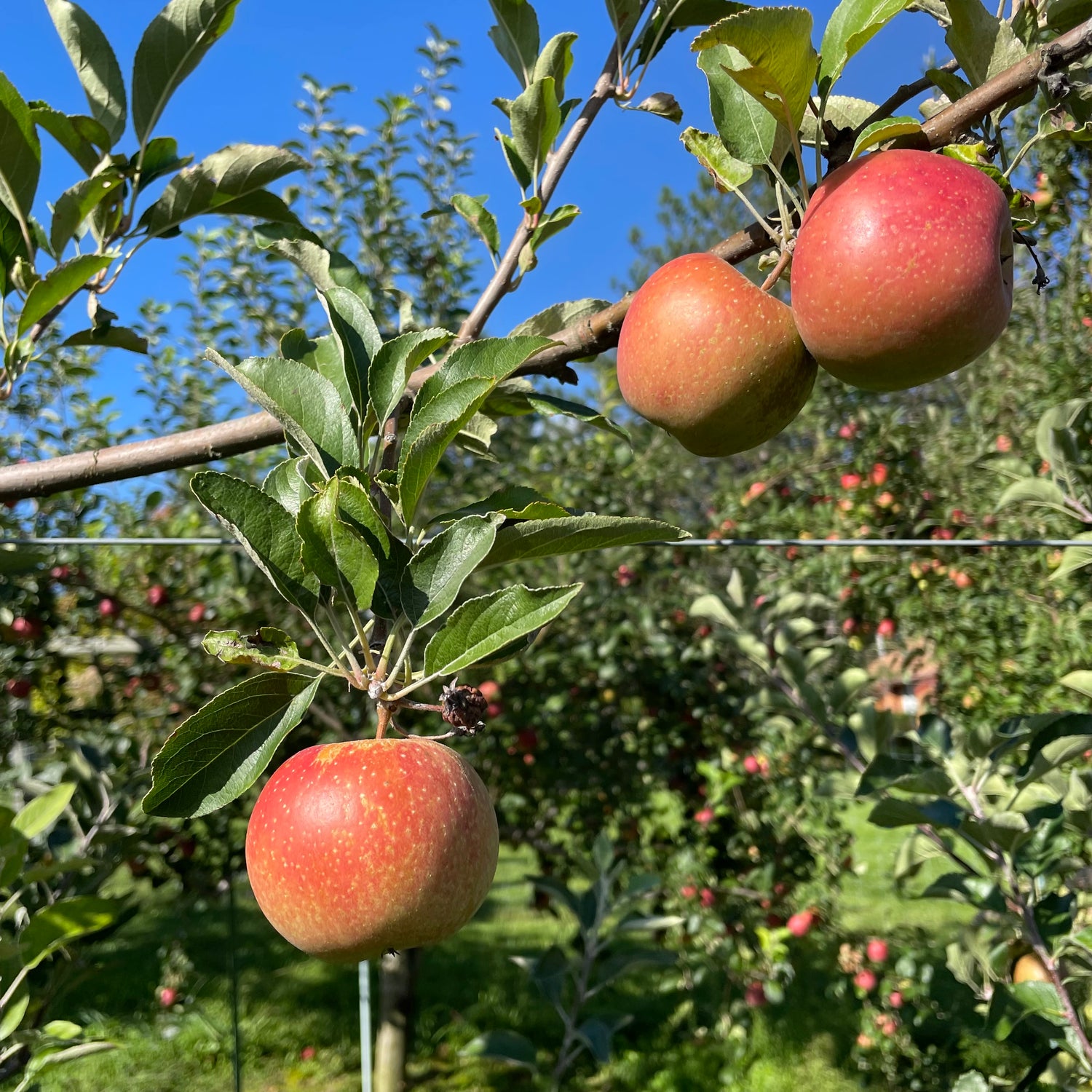 Esopus Spitzenburg Apple Tree