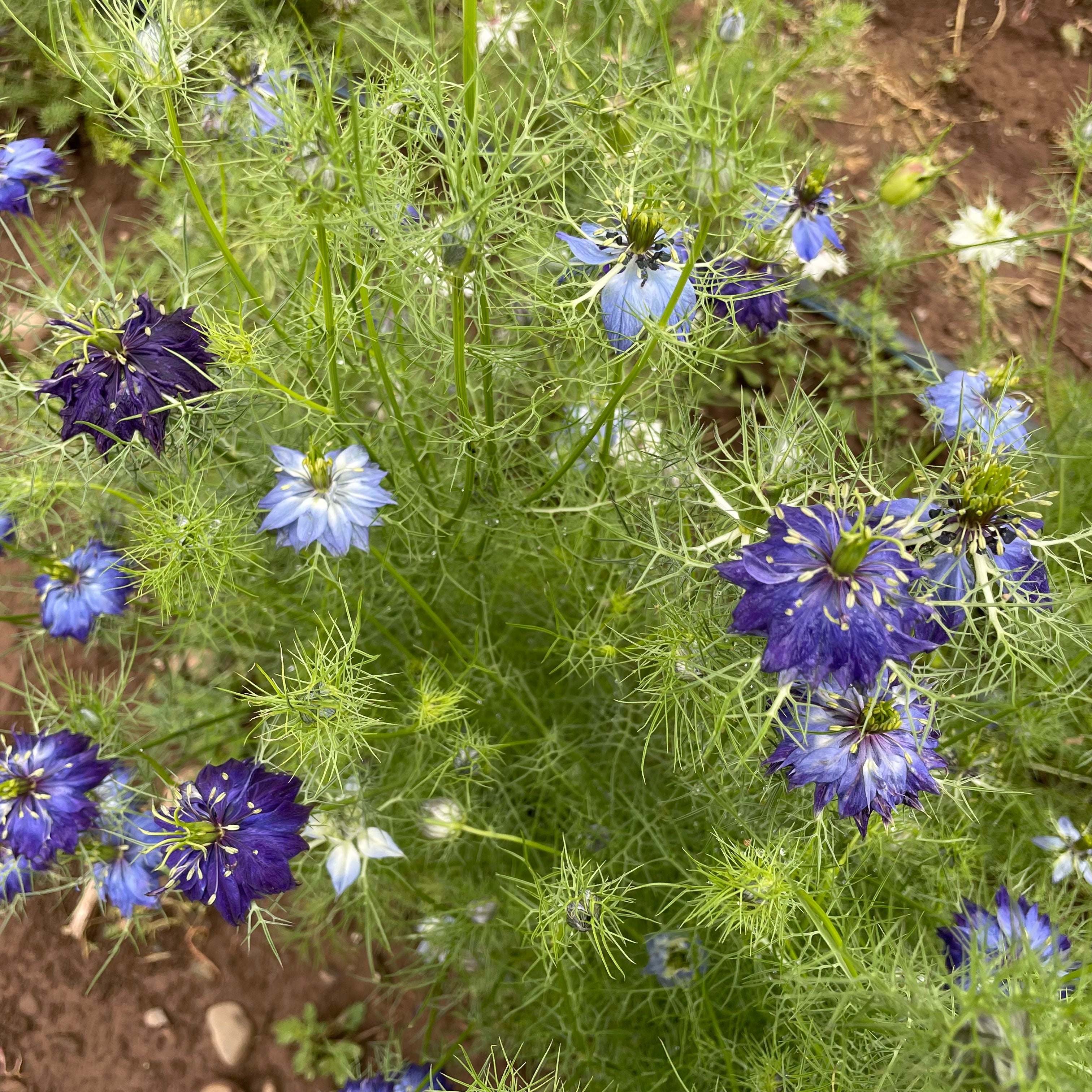 Love in a Mist