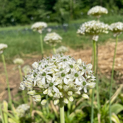 Allium nigrum