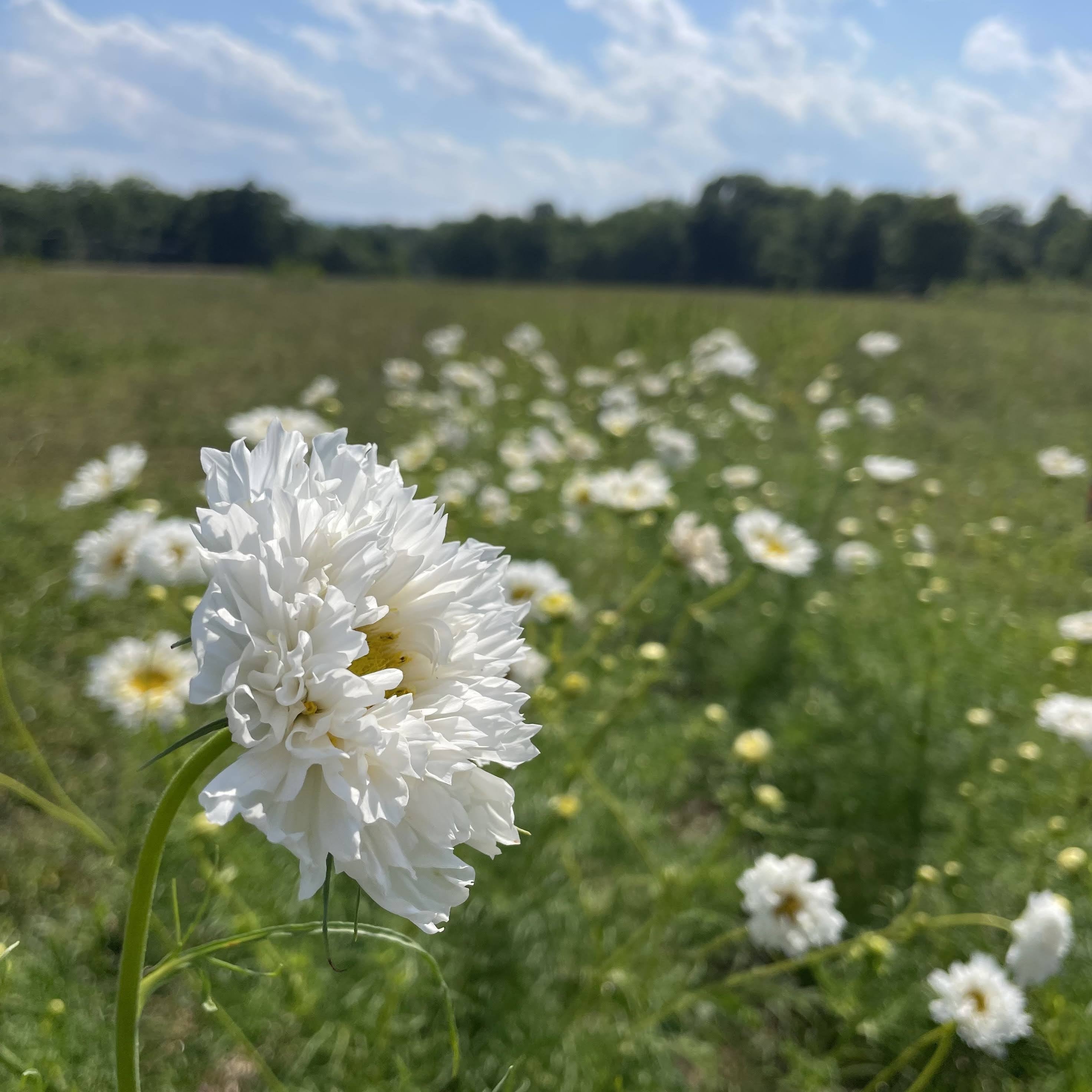 Snowpuff Double Click Cosmos