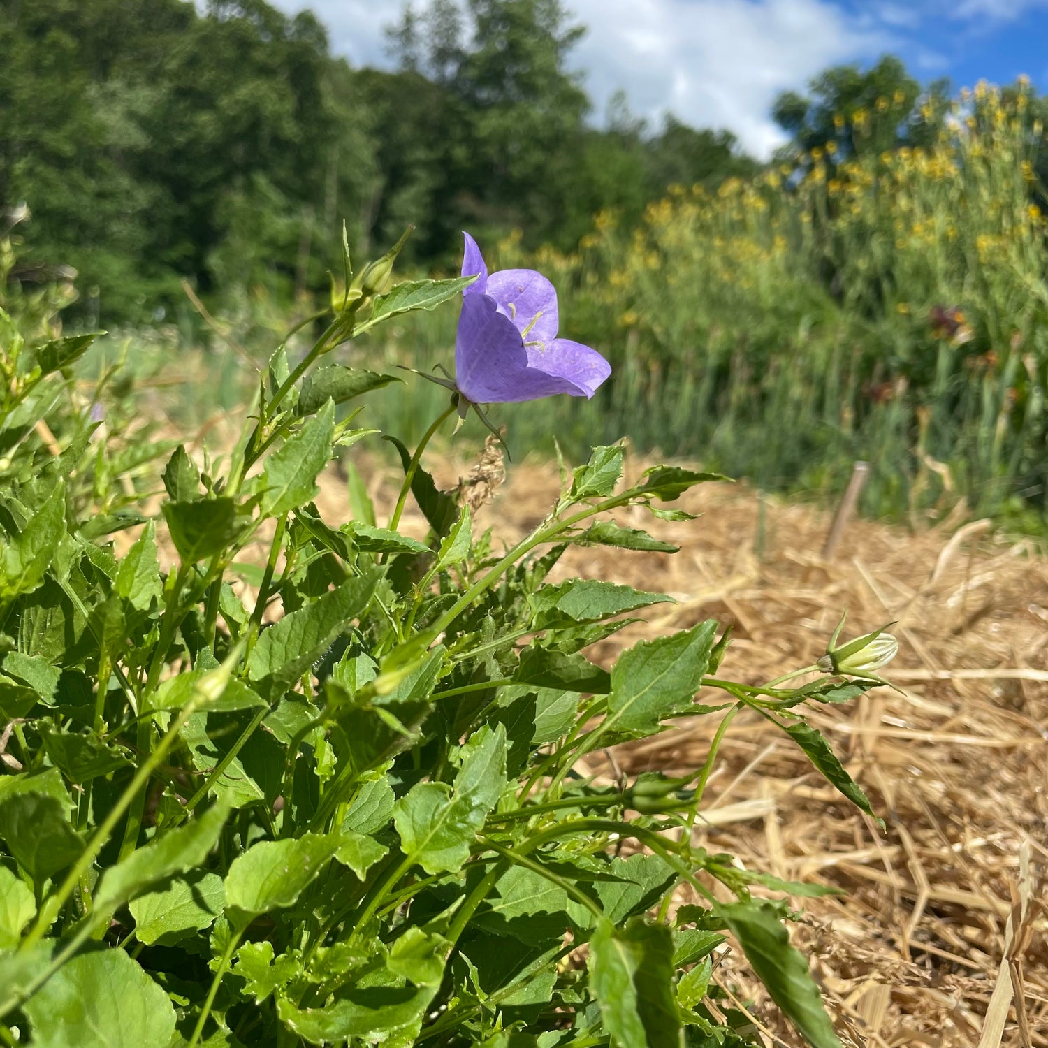 Tussock Bellflower