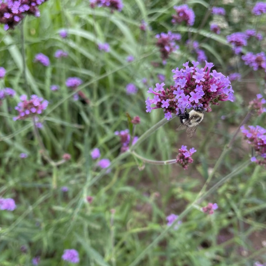 Purpletop Vervain