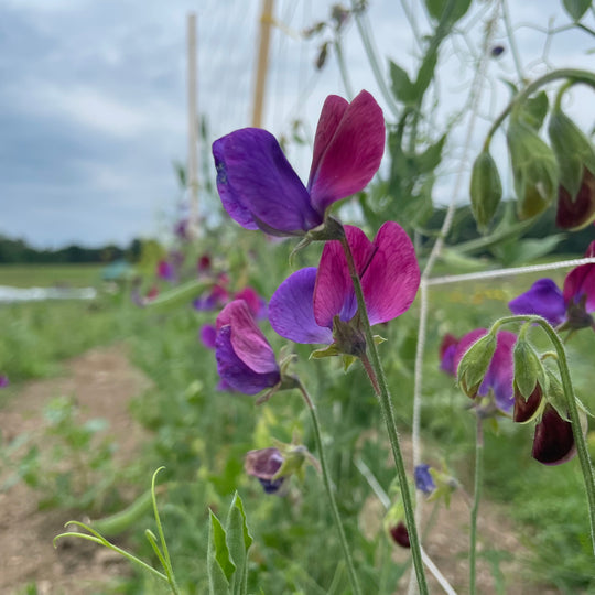 Cupani's Original Sweet Pea