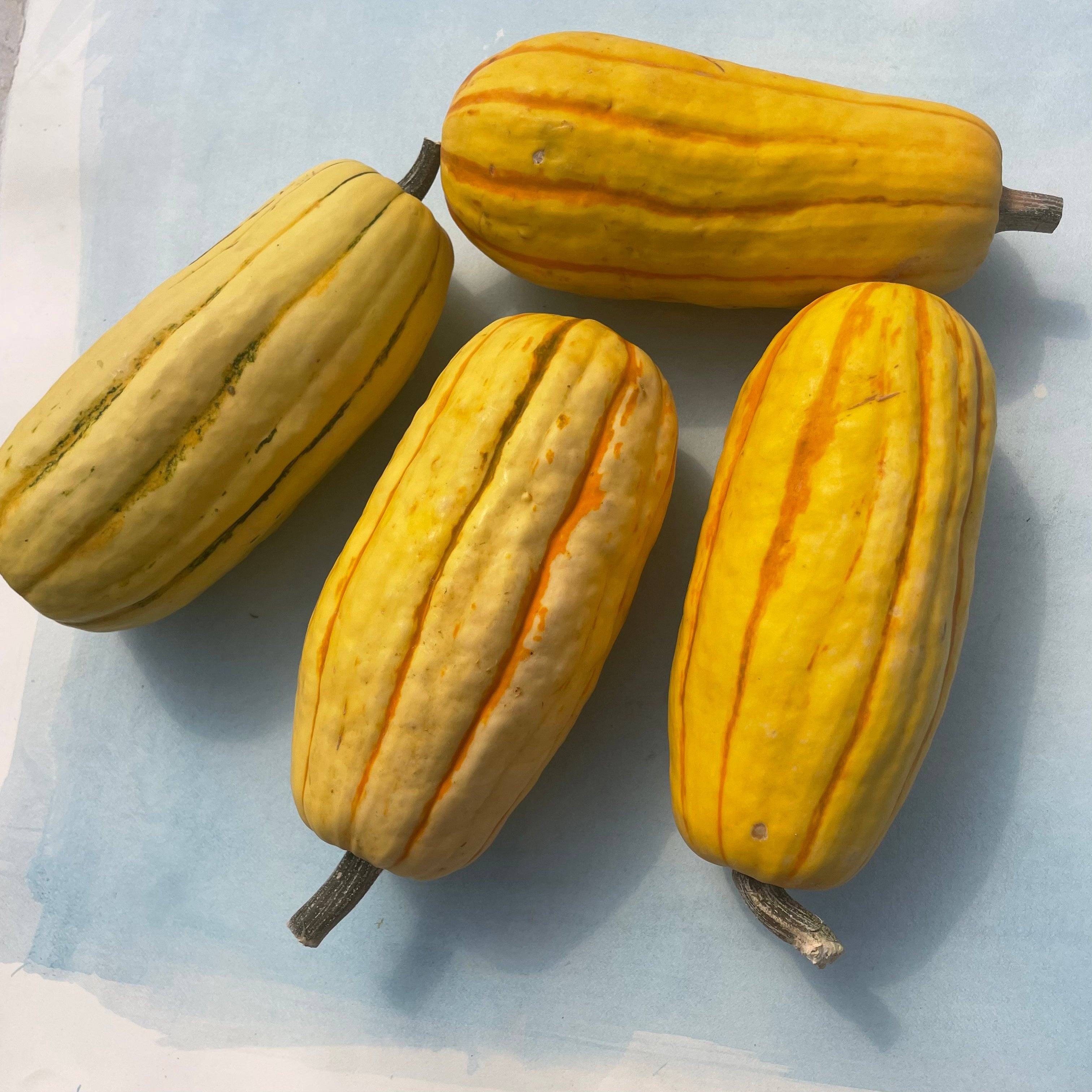 Delicata Squash