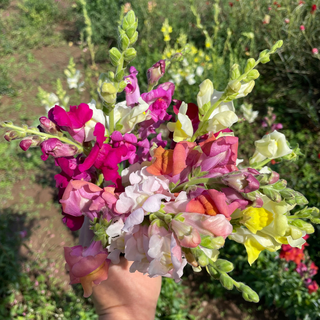 Snapdragon Mix