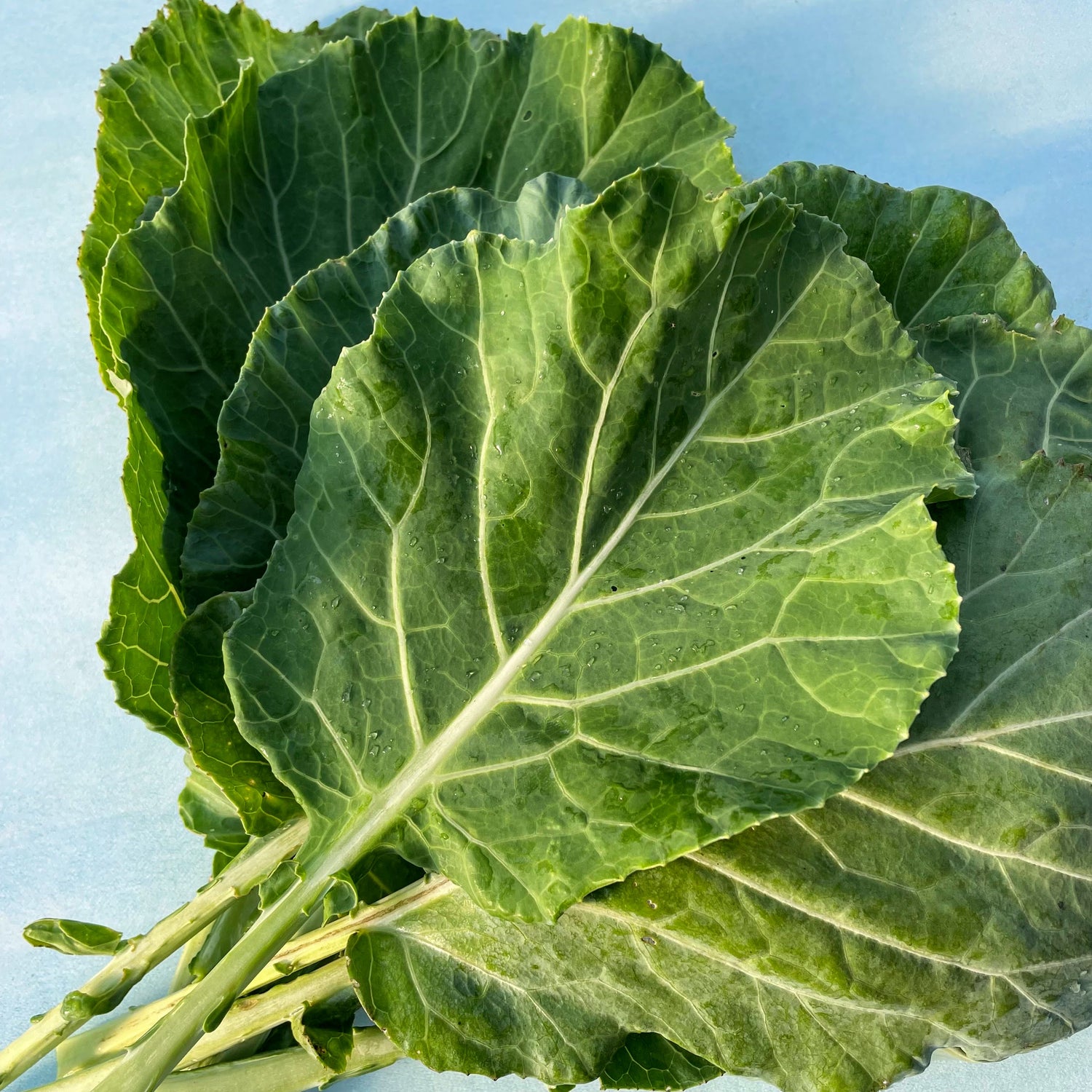 Champion Collards