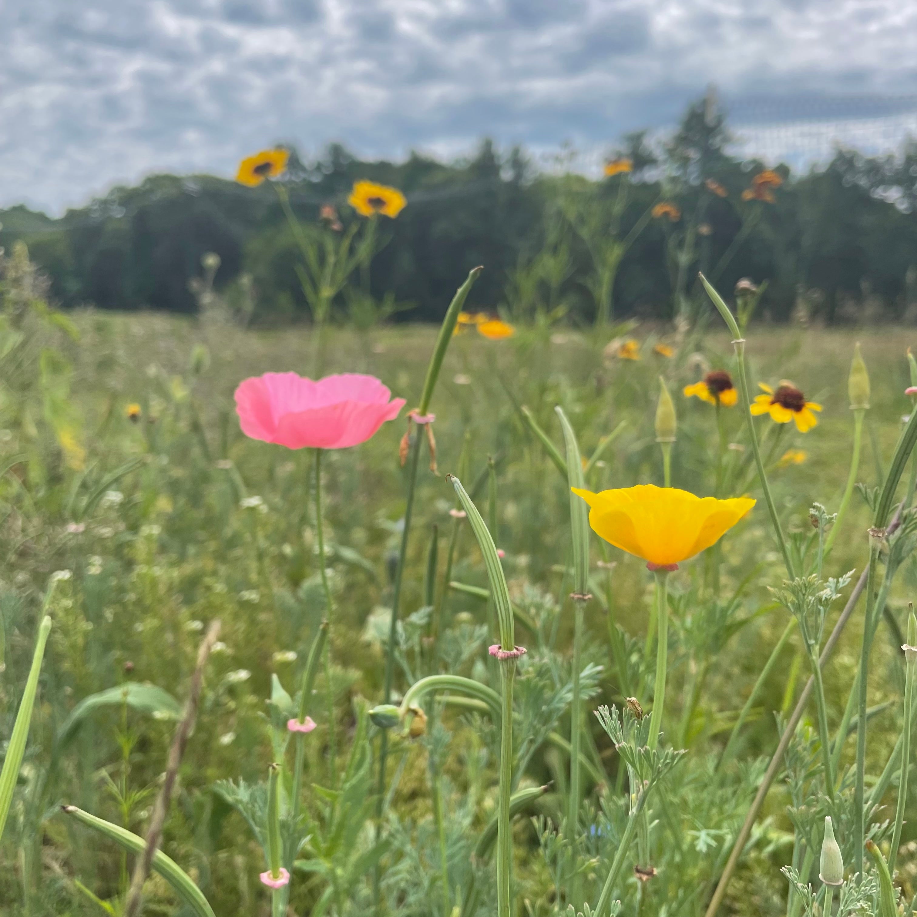 Bee Friendly Wildflower Mix Seed Shaker