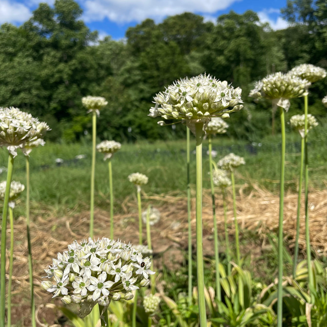 Allium nigrum