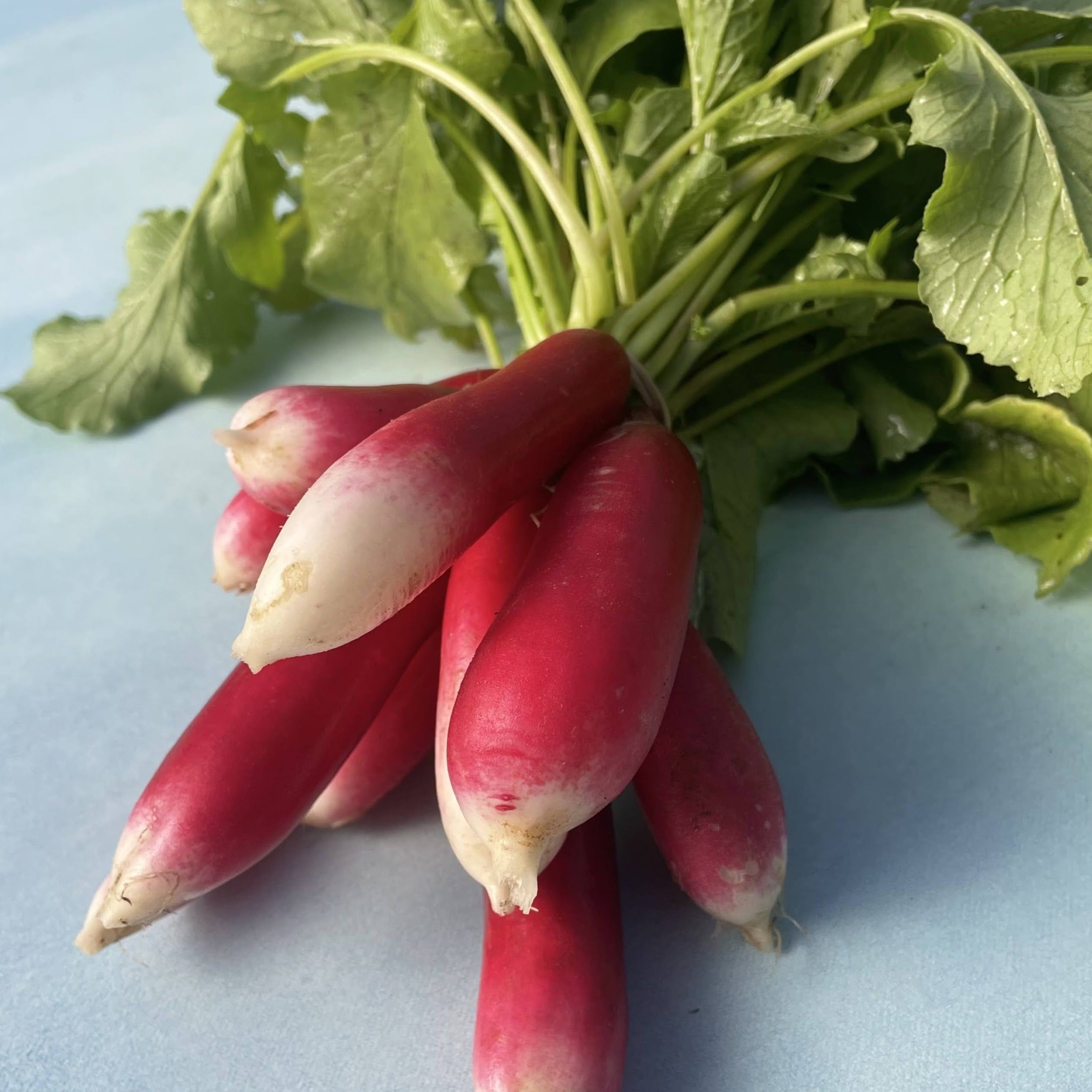 French Breakfast Radish