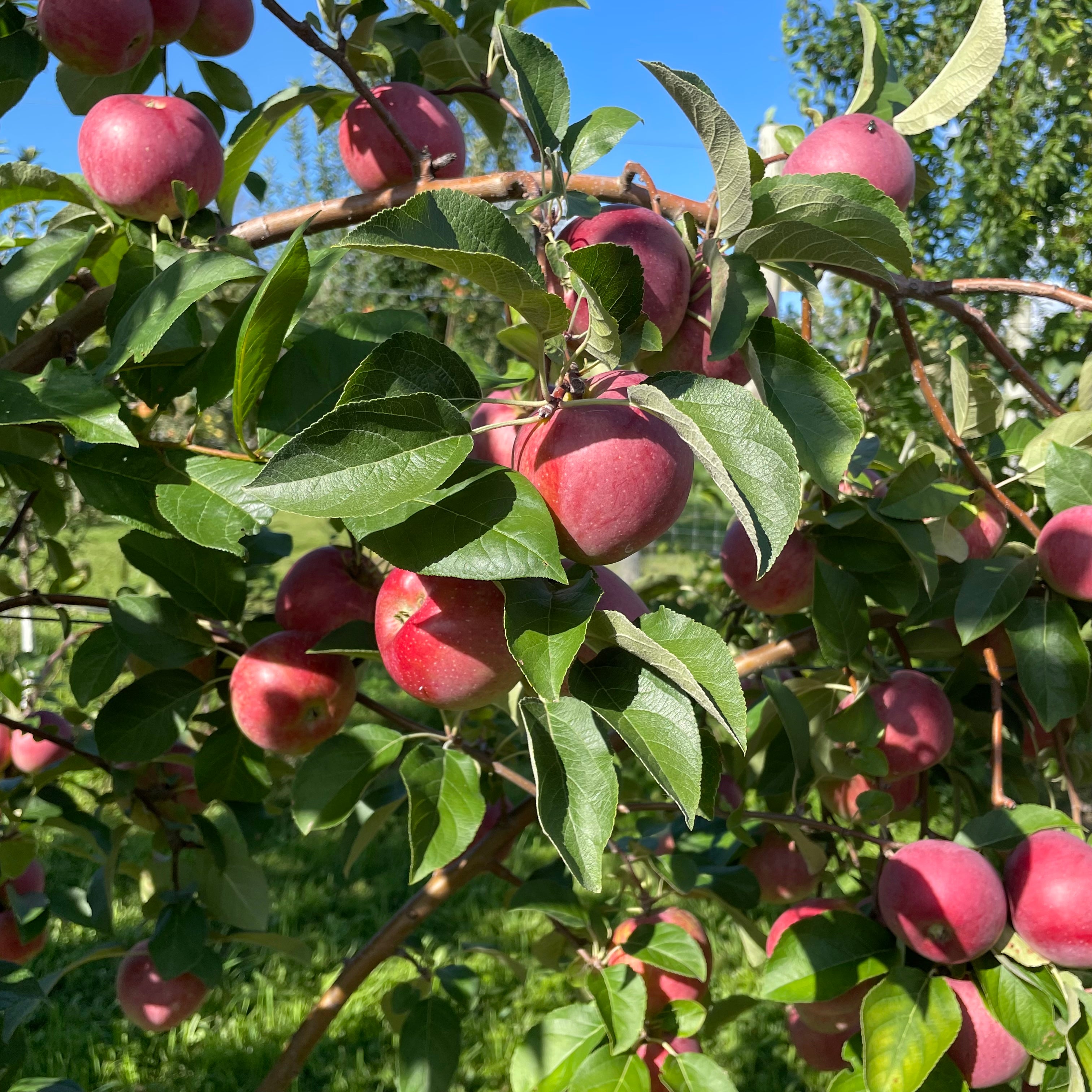 Liberty Apple Tree