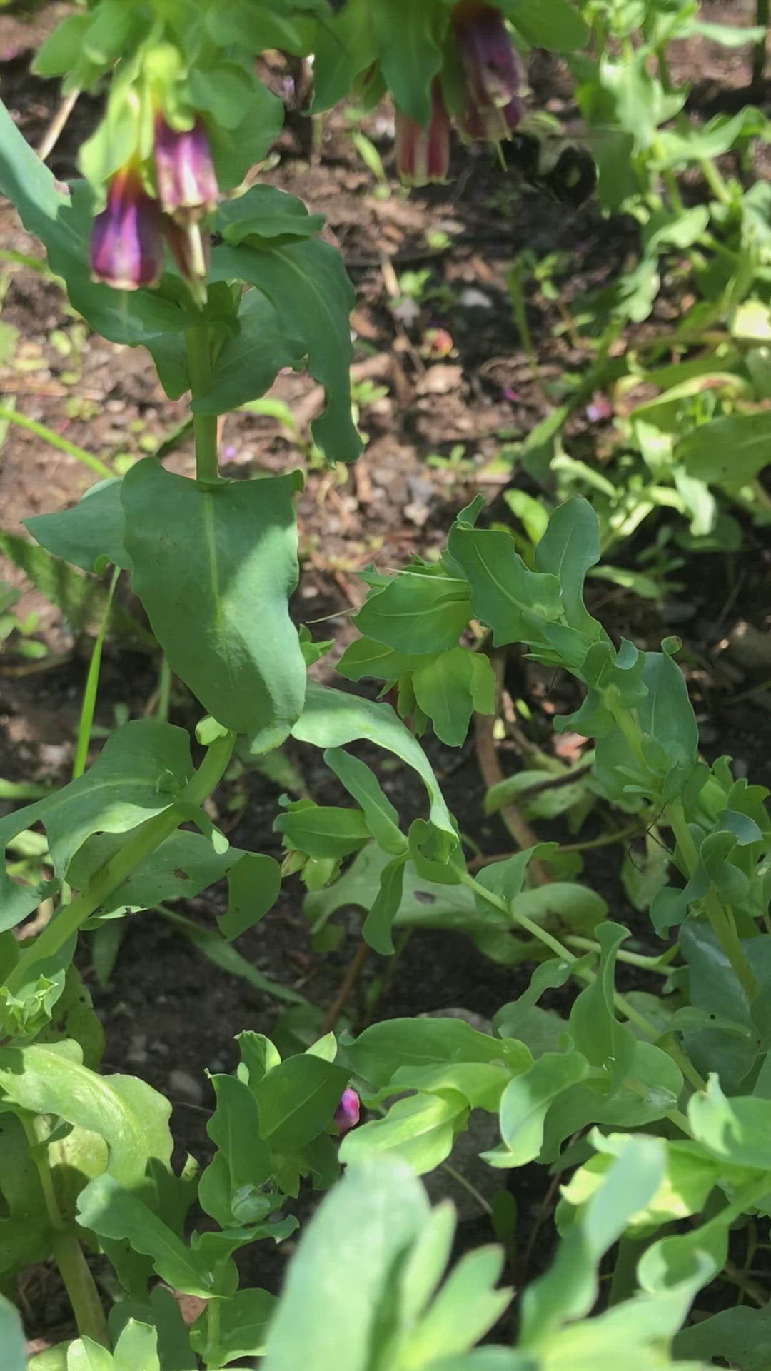 Cerinthe