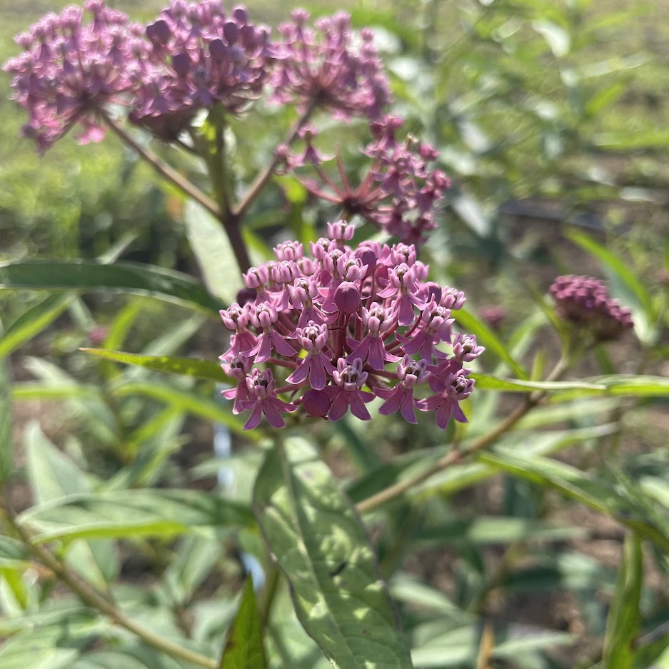 Swamp Milkweed