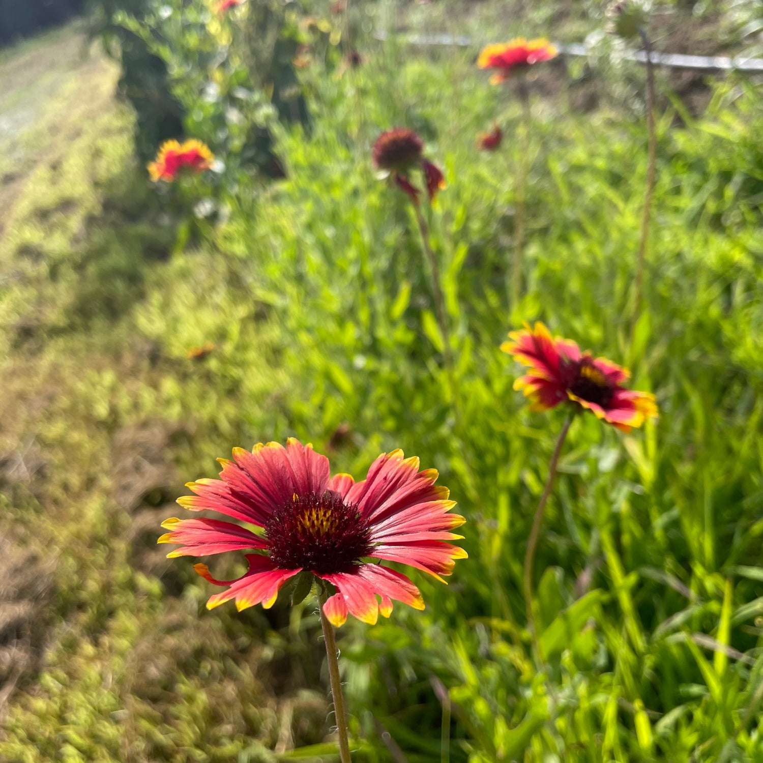 Indian Blanket