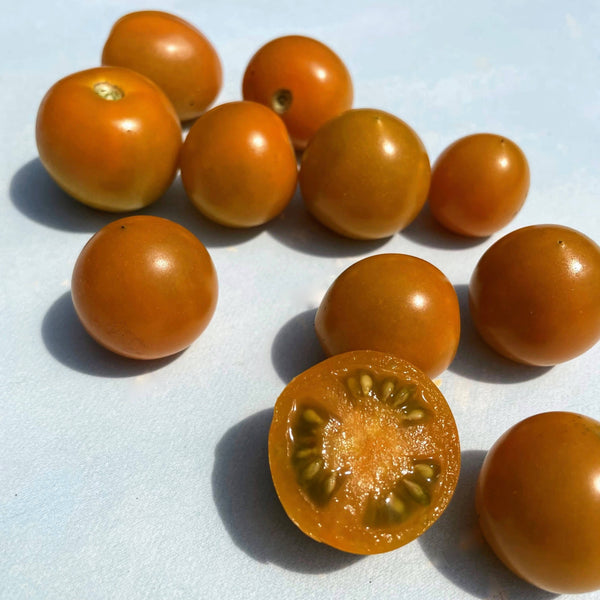 California Sungold Tomato