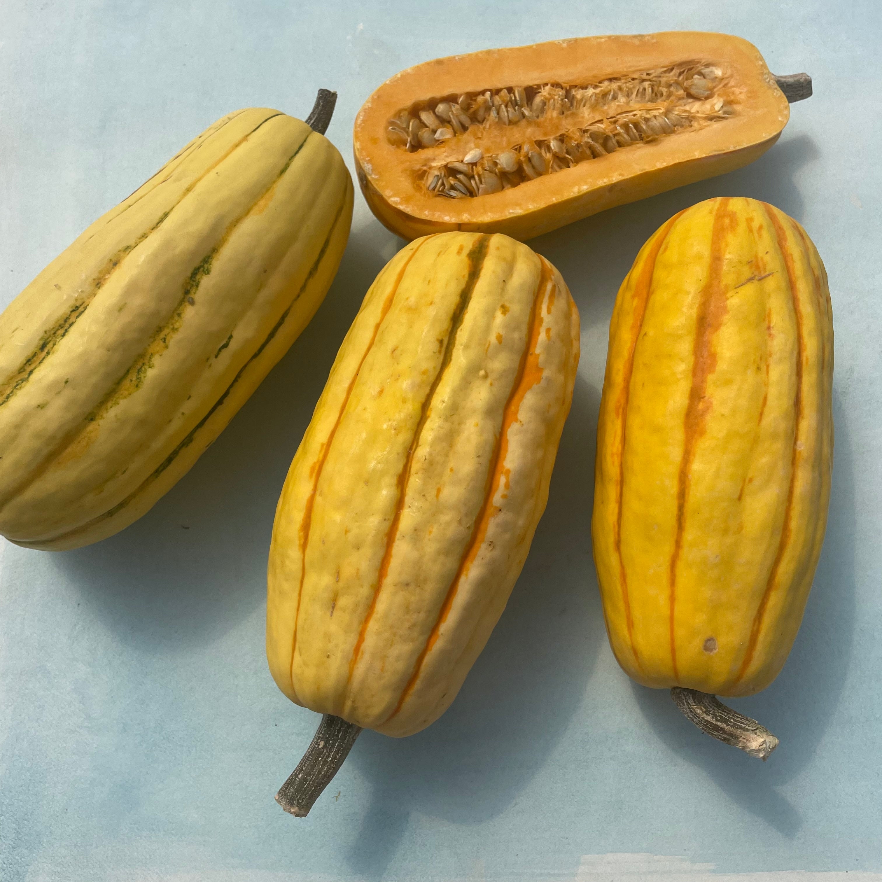 Delicata Squash