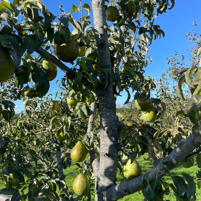 Anjou Pear Tree