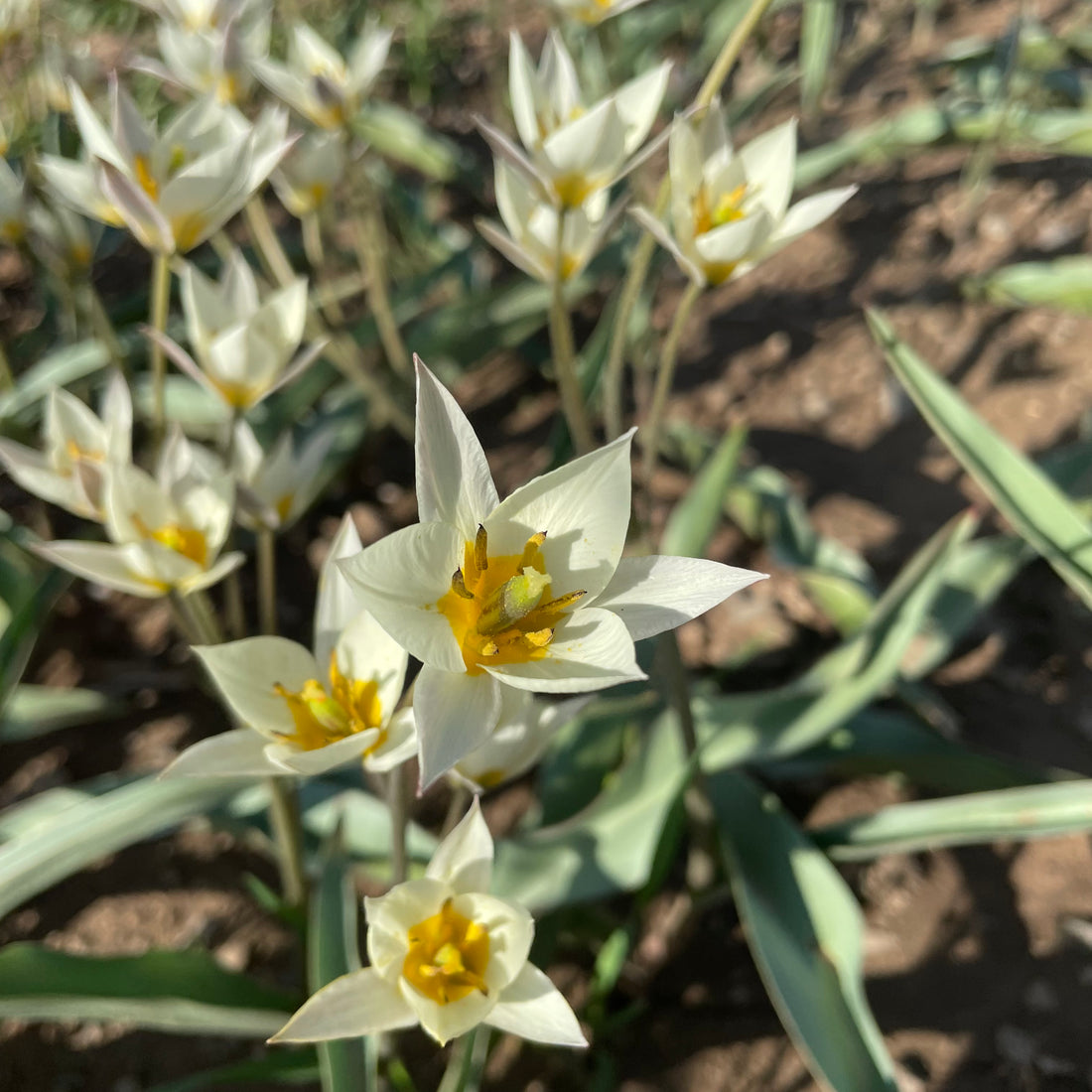 Species Tulip turkestanica